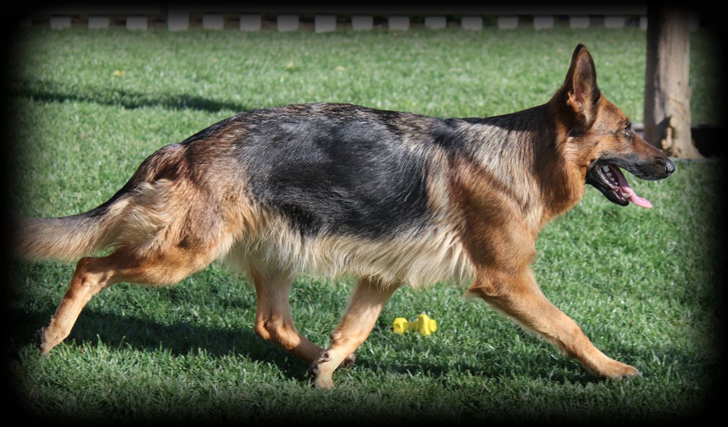 So Cal German Shepherds - Molly